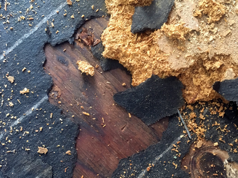 Mold & Mildew Remediation Mold & Mildew Remediation