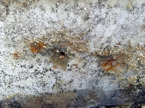Mold & Mildew Remediation Mold & Mildew Remediation