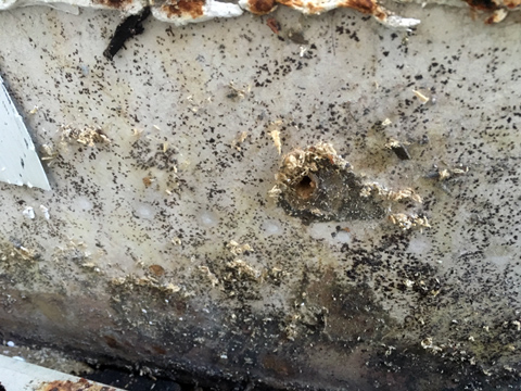 Mold & Mildew Remediation Mold & Mildew Remediation