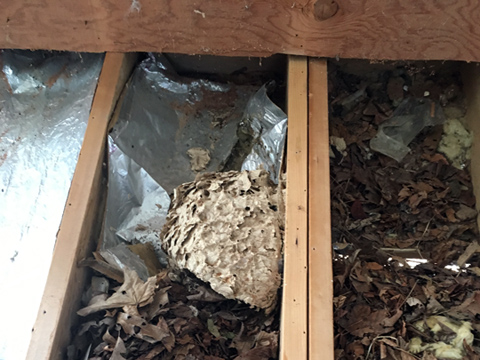 Mold & Mildew Remediation - Crawl Space Water Damage Mold & Mildew Remediation - Crawl Space Water Damage